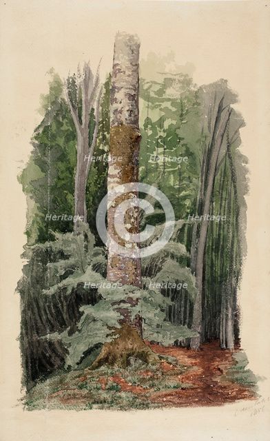 Forest interior, in the middle is the trunk of a hardwood tree, 1856. Creator: Werner Holmberg.
