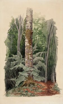 Forest interior, in the middle is the trunk of a hardwood tree, 1856. Creator: Werner Holmberg