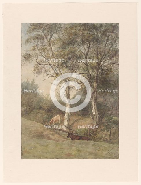 Forest landscape with cows, near Wolfheze, 1884. Creator: Cato Kool.