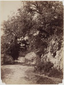 Forest Path, c1853. Creator: Eugène Cuvelier