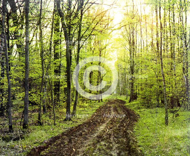 Forest road, between 1905 and 1915. Creator: Sergey Mikhaylovich Prokudin-Gorsky.
