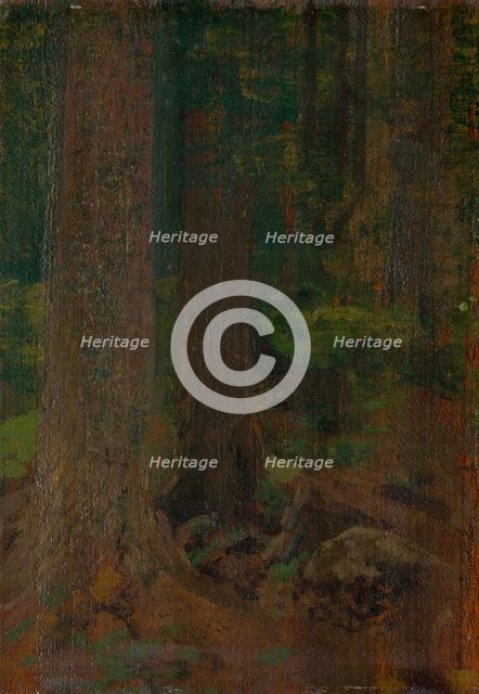 Forest study, 1890-1910. Creator: Ferdinand Katona.