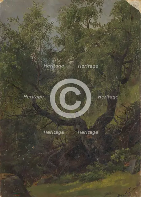 Forest Study from Numedal, 1848. Creator: Adolph Tidemand.