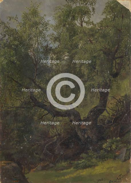 Forest Study from Numedal, 1848. Creator: Adolph Tidemand.