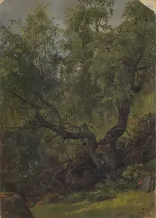 Forest Study from Numedal, 1848. Creator: Adolph Tidemand