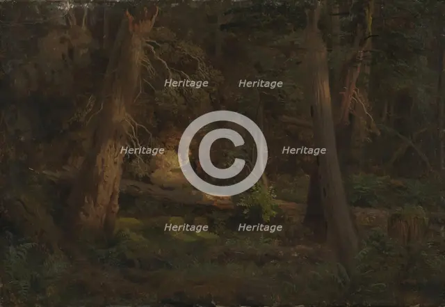 Forest Study, probably 1851. Creator: Herman August Cappelen.
