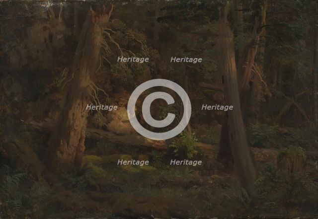 Forest Study, probably 1851. Creator: Herman August Cappelen.
