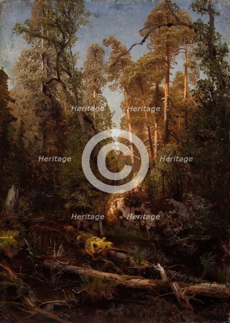 Forest Study, probably 1851. Creator: Herman August Cappelen.
