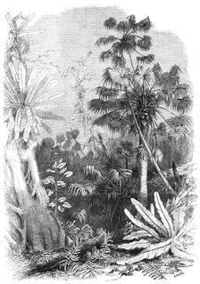 Forest scene on the Illawarra Mountains, New South Wales, 1868. Creator: Unknown