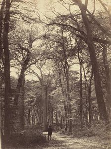 Forest Scene, c. 1865. Creator: Constant Alexandre Famin