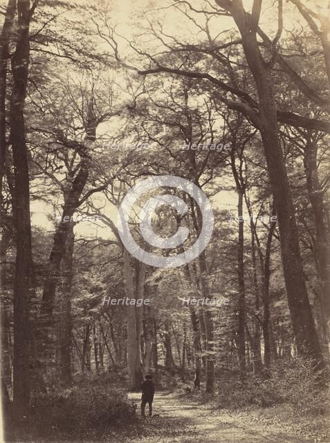 Forest Scene, c. 1865. Creator: Constant Alexandre Famin.