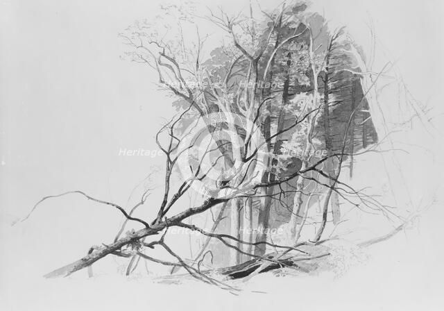 Forest Scene, . Creator: Johann Hermann Carmiencke.