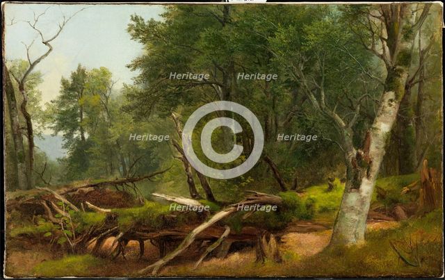 Forest Scene in the Catskills, between 1855 and 1860. Creator: Asher Brown Durand.