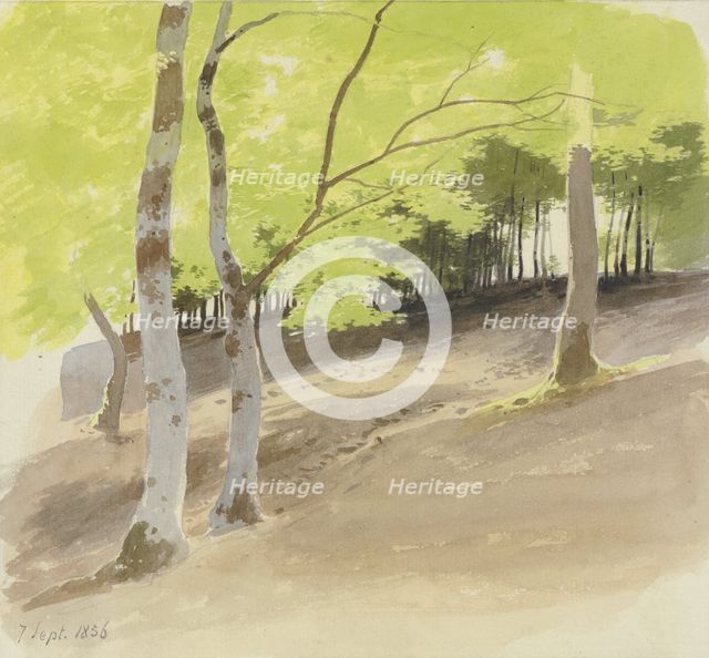 Forest section, 1856. Creator: Carl Theodor Reiffenstein.