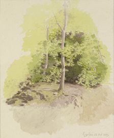 Forest section, 1889. Creator: Carl Theodor Reiffenstein