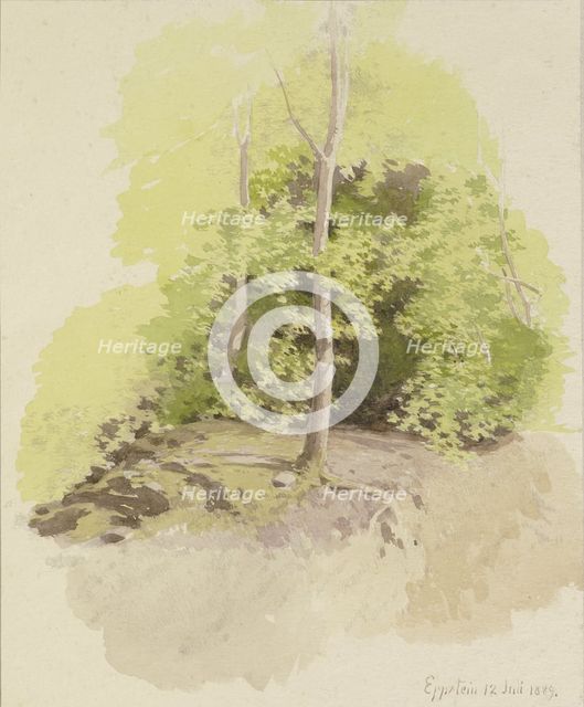 Forest section, 1889. Creator: Carl Theodor Reiffenstein.