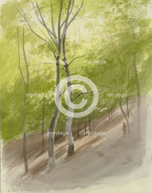 Forest slope, 1856. Creator: Carl Theodor Reiffenstein.
