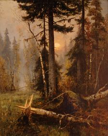 Forest Thicket