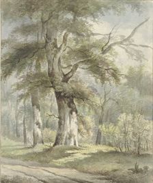 Forest view, 1813-1863. Creator: Arnoldus Johannes Eymer
