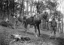 Forestry workers, Princes Risborough, Buckinghamshire, 1903. Artist: Alfred Newton & Sons