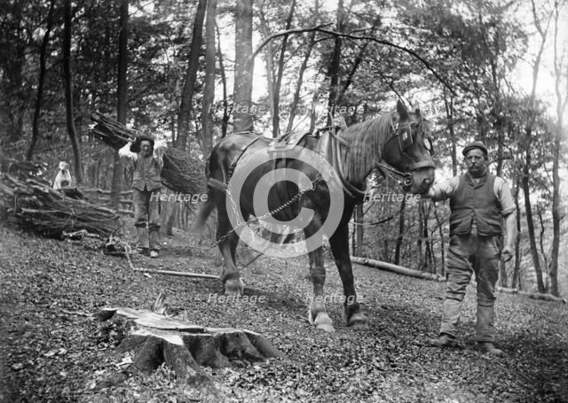 Forestry workers, Princes Risborough, Buckinghamshire, 1903. Artist: Alfred Newton & Sons.