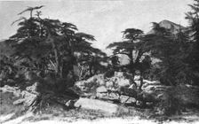 'Foret de cedres; Afrique du nord 1914. Creator: Jules Gervais-Courtellemont