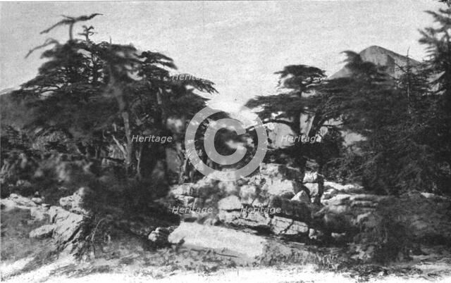 ''Foret de cedres; Afrique du nord', 1914. Creator: Jules Gervais-Courtellemont.