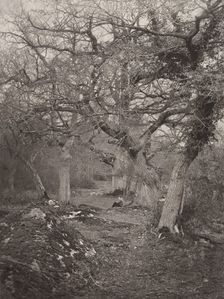 Forêt de Fontainebleau, 1870s. Creator: William Harrison