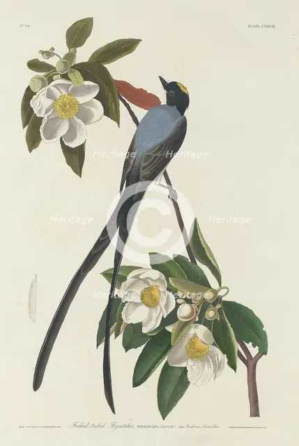 Forked-tail Flycatcher, 1833. Creator: Robert Havell.