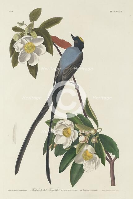 Forked-tail Flycatcher, 1833. Creator: Robert Havell.