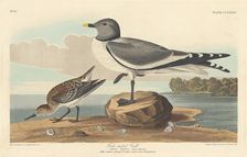 Fork-tailed Gull, 1835. Creator: Robert Havell