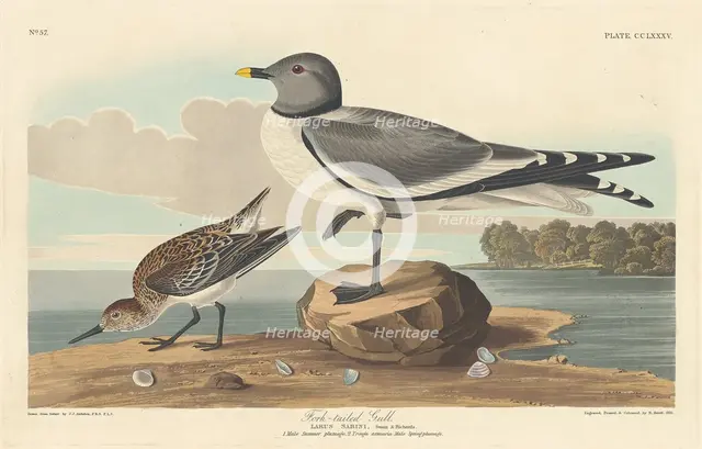 Fork-tailed Gull, 1835. Creator: Robert Havell.
