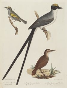 Fork-tailed Flycatcher, Rocky Mountain Anteater, and Female Golden-winged Warbler. Creator: Alexander Lawson