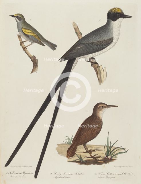 Fork-tailed Flycatcher, Rocky Mountain Anteater, and Female Golden-winged Warbler. Creator: Alexander Lawson.
