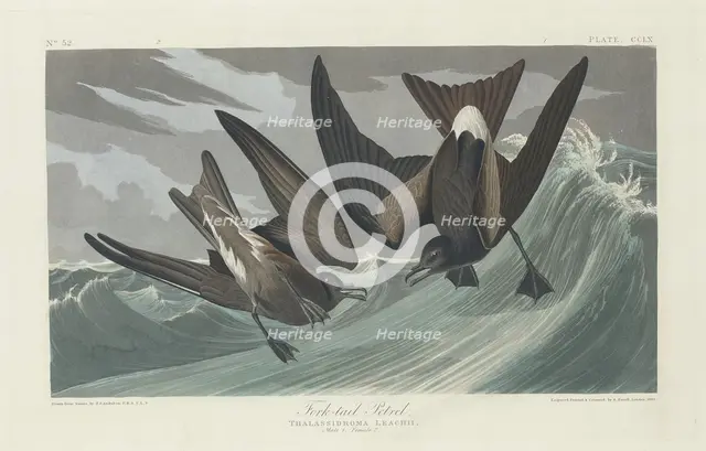 Fork-tailed Petrel, 1835. Creator: Robert Havell.
