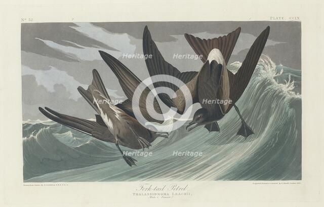 Fork-tailed Petrel, 1835. Creator: Robert Havell.