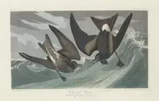 Fork-tailed Petrel, 1835. Creator: Robert Havell
