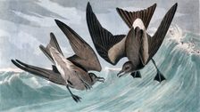 Fork Tailed Petrel, Thalassidroma Leachii, 1845