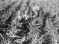 Formerly rehabilitation client harvesting milo maize, Near Manteca, California, 1938. Creator: Dorothea Lange