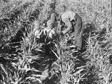 Formerly rehabilitation client harvesting milo maize, Near Manteca, California, 1938. Creator: Dorothea Lange