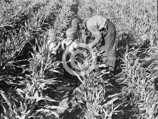 Formerly rehabilitation client harvesting milo maize, Near Manteca, California, 1938. Creator: Dorothea Lange.