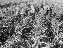 Formerly rehabilitation client harvesting milo maize, near Manteca, California, 1938. Creator: Dorothea Lange