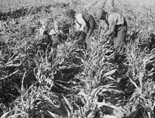 Formerly rehabilitation client harvesting milo maize, near Manteca, California, 1938. Creator: Dorothea Lange