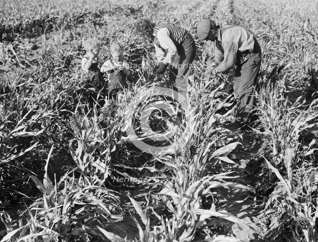 Formerly rehabilitation client harvesting milo maize, near Manteca, California, 1938. Creator: Dorothea Lange.