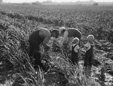 Formerly rehabilitation clients now operating own farm, near Manteca, California, 1938. Creator: Dorothea Lange