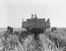 Formerly rehabilitation clients now operating own farm, near Manteca, California, 1938. Creator: Dorothea Lange