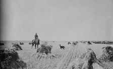 Fort Peck Reservation --- 200 acre oat field, between c1915 and c1920. Creator: Bain News Service