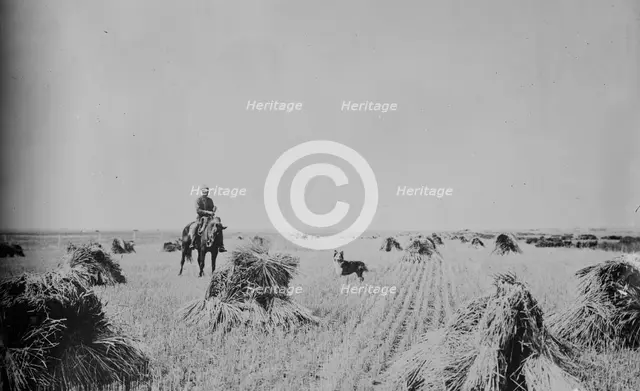 Fort Peck Reservation --- 200 acre oat field, between c1915 and c1920. Creator: Bain News Service.