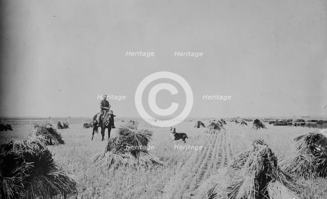 Fort Peck Reservation --- 200 acre oat field, between c1915 and c1920. Creator: Bain News Service.