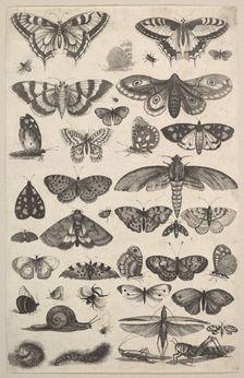 Forty-one Insects, including moths and butterflies, 1625-77. Creator: Wenceslaus Hollar